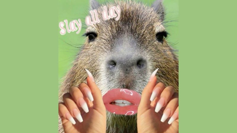 Những hình ảnh capybara vô tri meme - Hình số 10