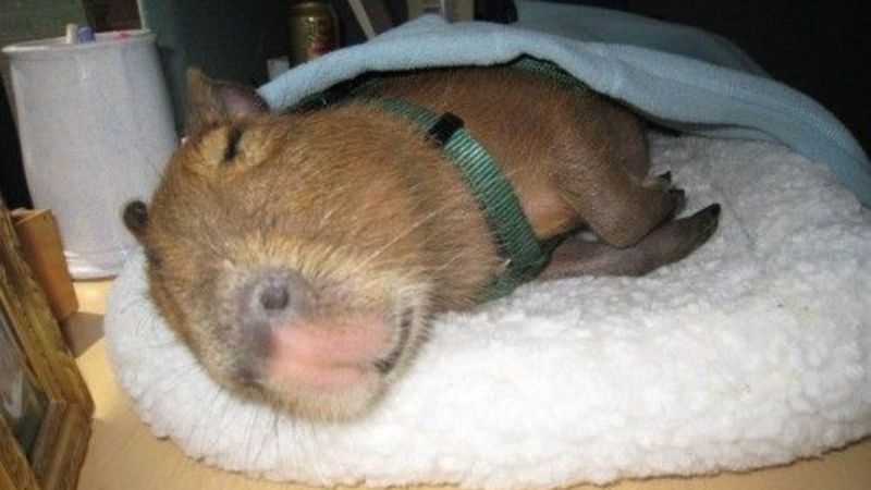 Những hình ảnh capybara vô tri meme - Hình số 4