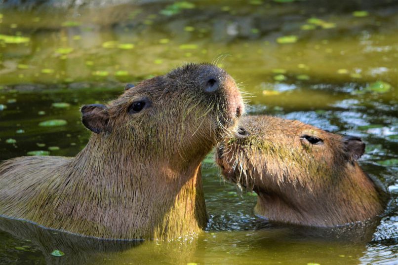 Những hình ảnh capybara vô tri meme - Hình số 5