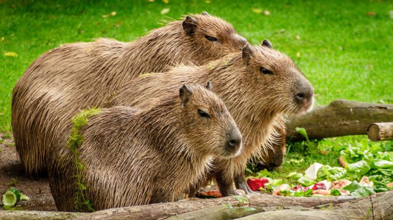 Những hình ảnh capybara vô tri meme - Hình số 6