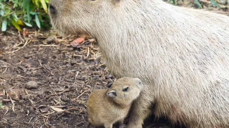 Những hình ảnh capybara vô tri meme - Hình số 7