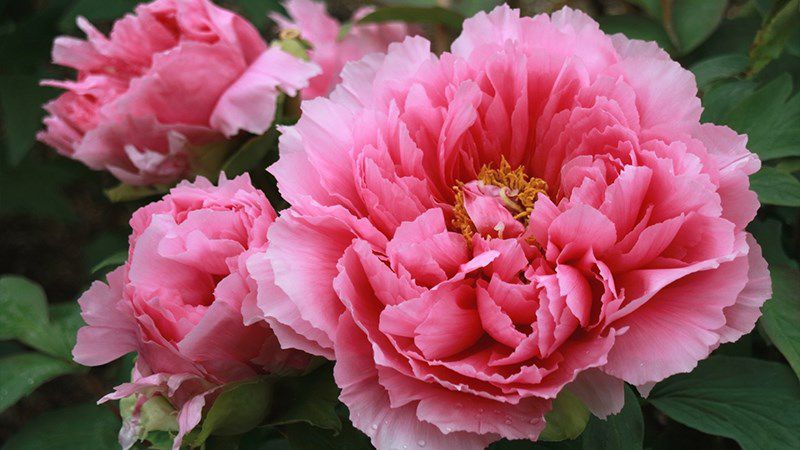 Những hình nền hoa mẫu đơn cho máy tính - Hình số 9