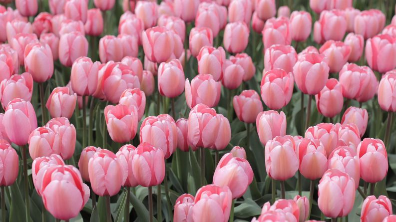 Những hình nền hoa tulip cute màu hồng - Hình số 1