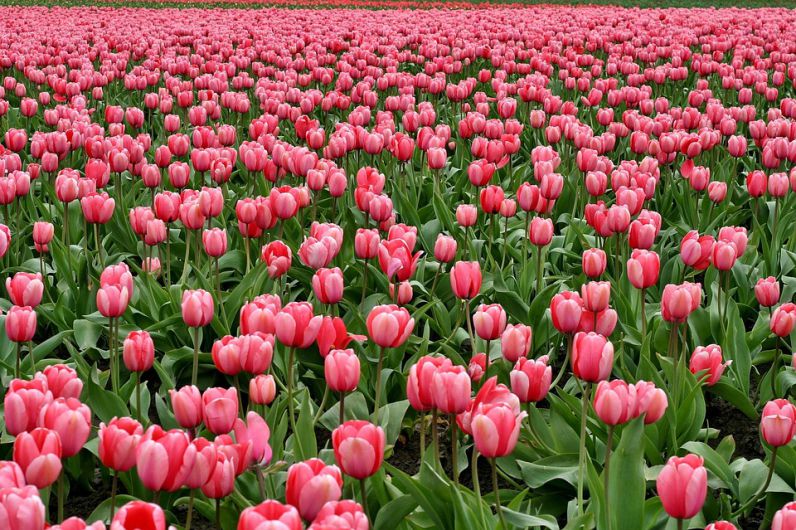 Những hình nền hoa tulip cute màu hồng - Hình số 4