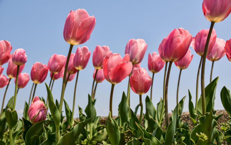 Những hình nền hoa tulip cute màu hồng - Hình số 6