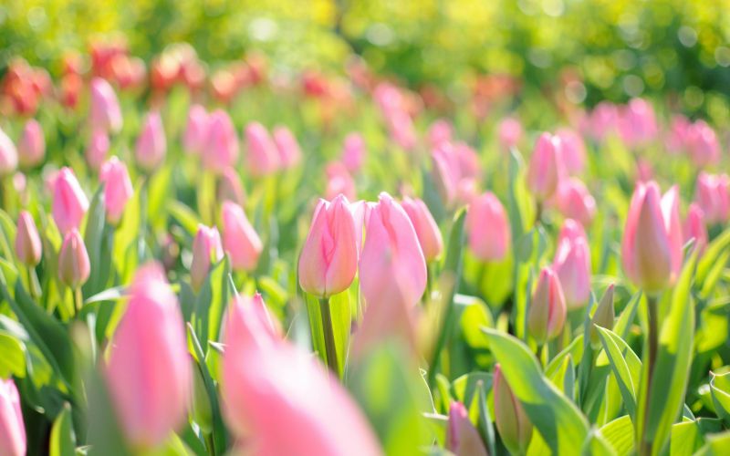 Những hình nền hoa tulip cute màu hồng - Hình số 5
