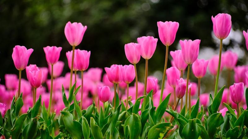 Những hình nền hoa tulip cute màu hồng - Hình số 7