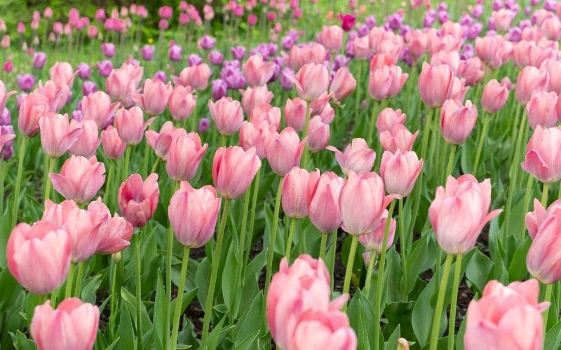 Những hình nền hoa tulip cute màu hồng - Hình số 8