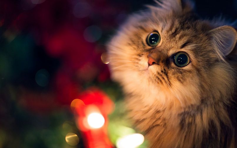 Những hình nền mèo cute - Hình số 1