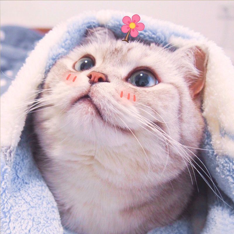 Những hình nền mèo cute - Hình số 4