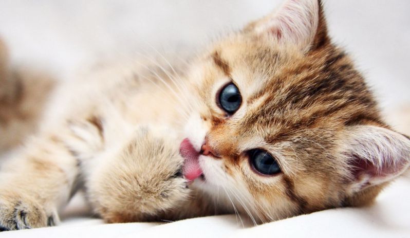 Những hình nền mèo cute - Hình số 5