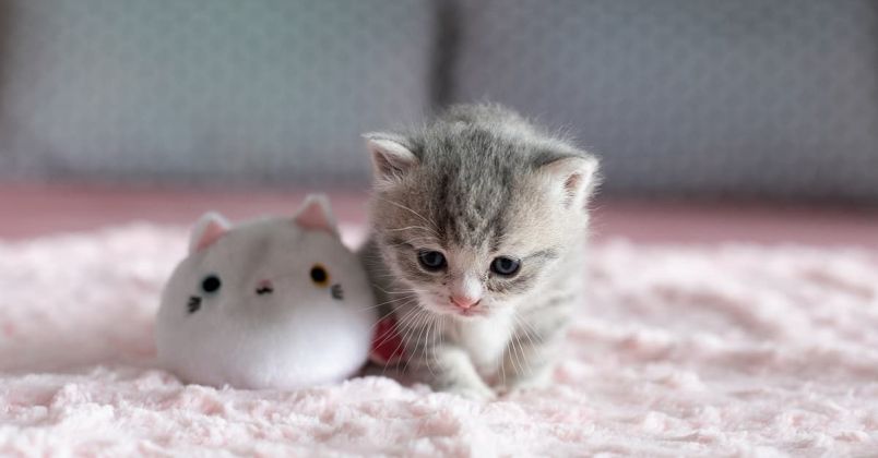 Những hình nền mèo cute - Hình số 6