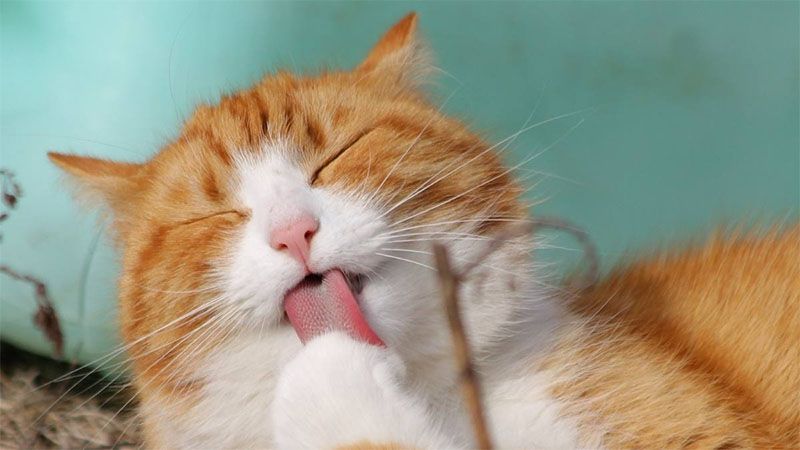 Những hình nền mèo cute - Hình số 9