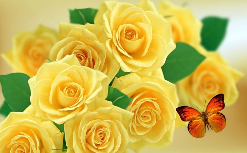 Những hình nền hoa hồng vàng - Hình số 6