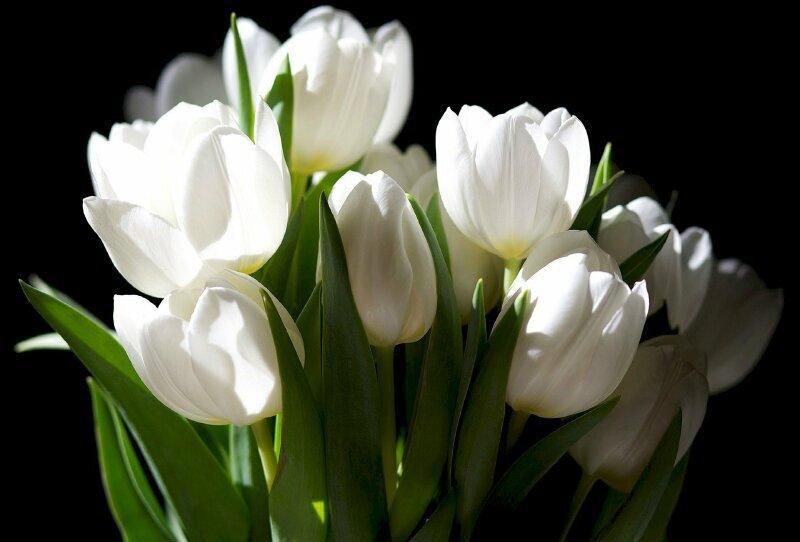 Những hình nền hoa tulip trắng cute - Hình số 1