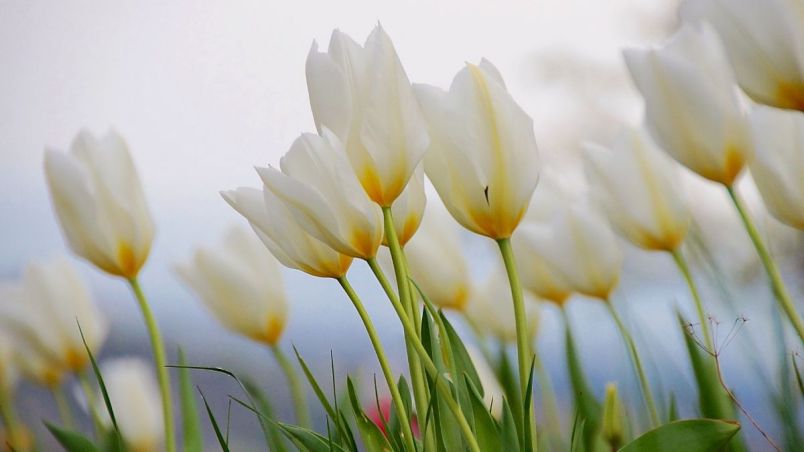 Những hình nền hoa tulip trắng cute - Hình số 9
