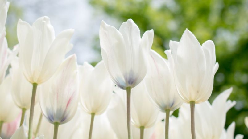 Những hình nền hoa tulip trắng cute - Hình số 5