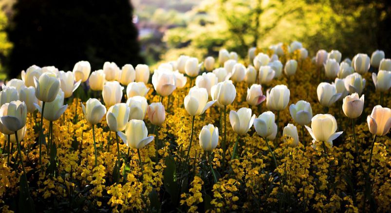 Những hình nền hoa tulip trắng cute - Hình số 2
