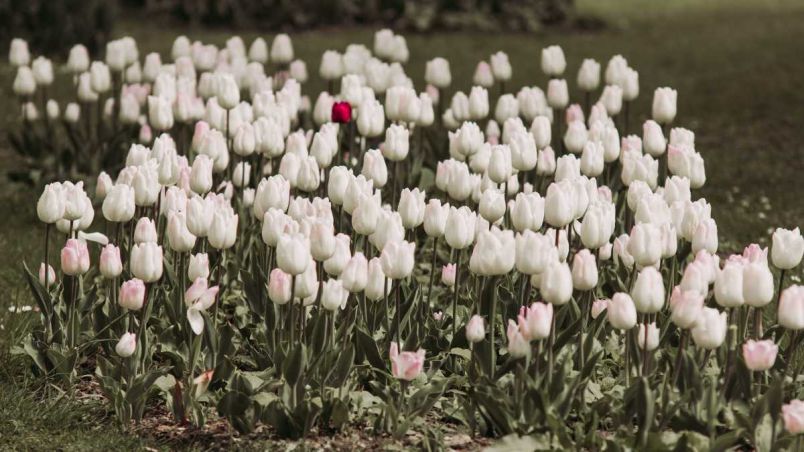 Những hình nền hoa tulip trắng cute - Hình số 3