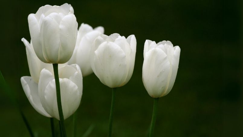 Những hình nền hoa tulip trắng cute - Hình số 10