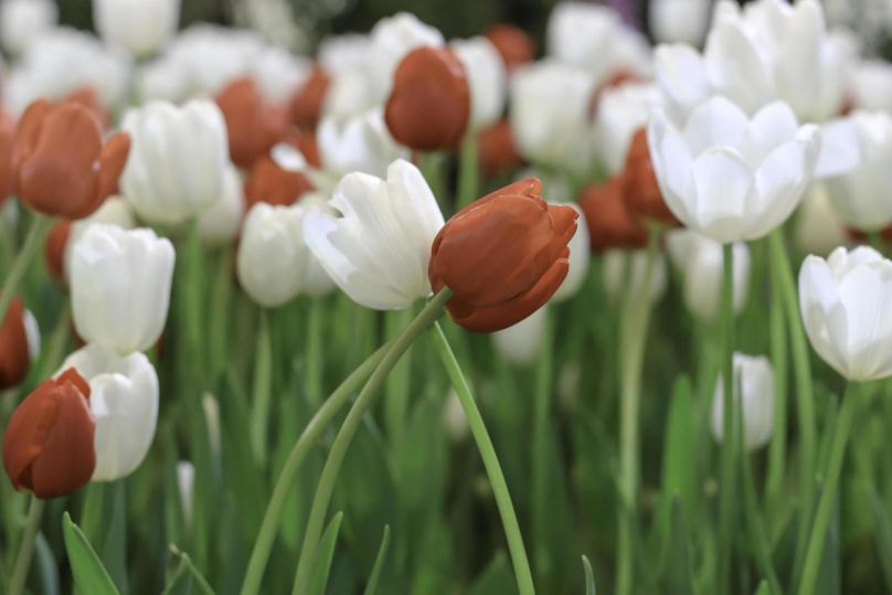 Những hình nền hoa tulip trắng cute - Hình số 4