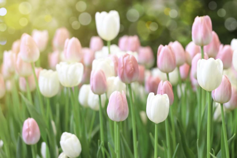 Những hình nền hoa tulip trắng cute - Hình số 6