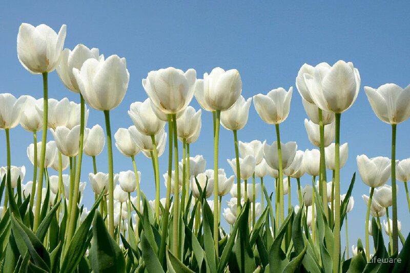 Những hình nền hoa tulip trắng cute - Hình số 8