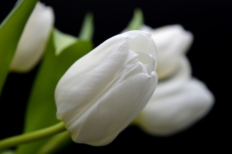 Những hình nền hoa tulip trắng cho máy tính - Hình số 10