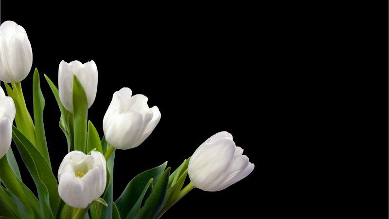 Những hình nền hoa tulip trắng cho máy tính - Hình số 2