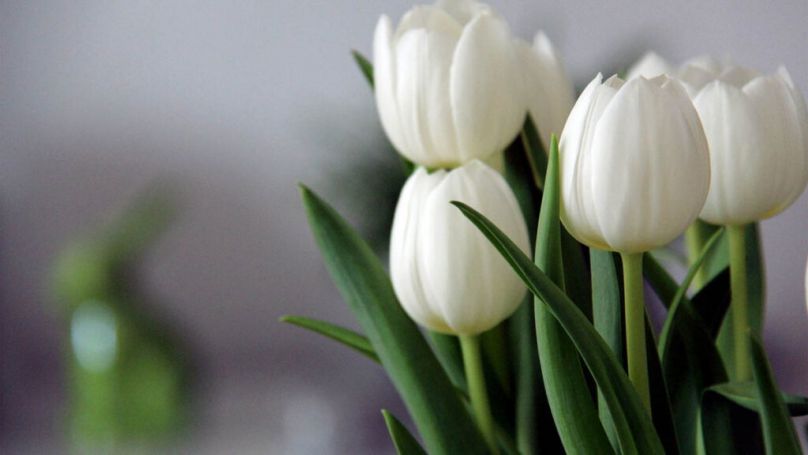 Những hình nền hoa tulip trắng cho máy tính - Hình số 3