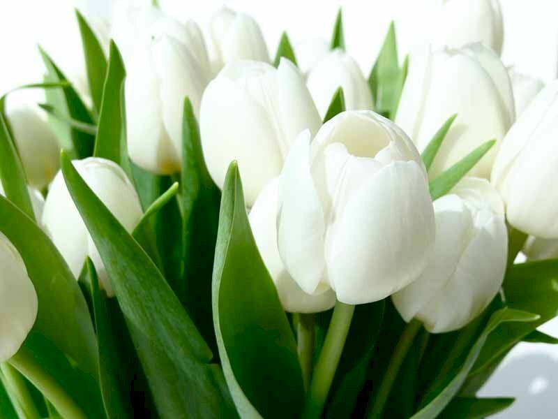 Những hình nền hoa tulip trắng cho máy tính - Hình số 4