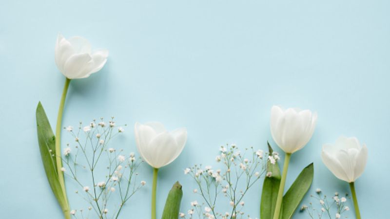 Những hình nền hoa tulip trắng cho máy tính - Hình số 6