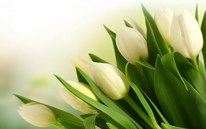 Những hình nền hoa tulip trắng cho máy tính - Hình số 7