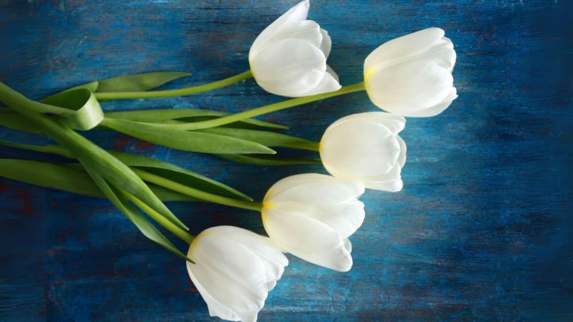 Những hình nền hoa tulip trắng cho máy tính - Hình số 9