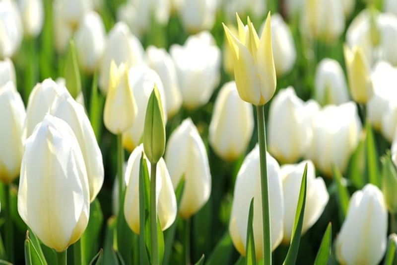 Những hình nền hoa tulip trắng cho máy tính - Hình số 8