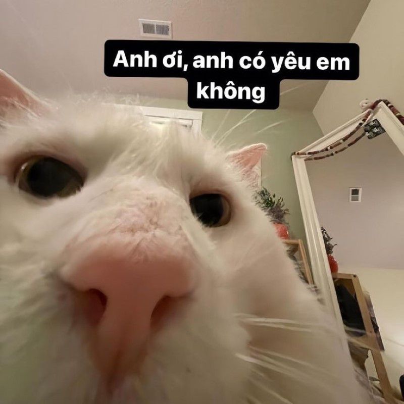 Những hình nền meme cute - Hình số 10