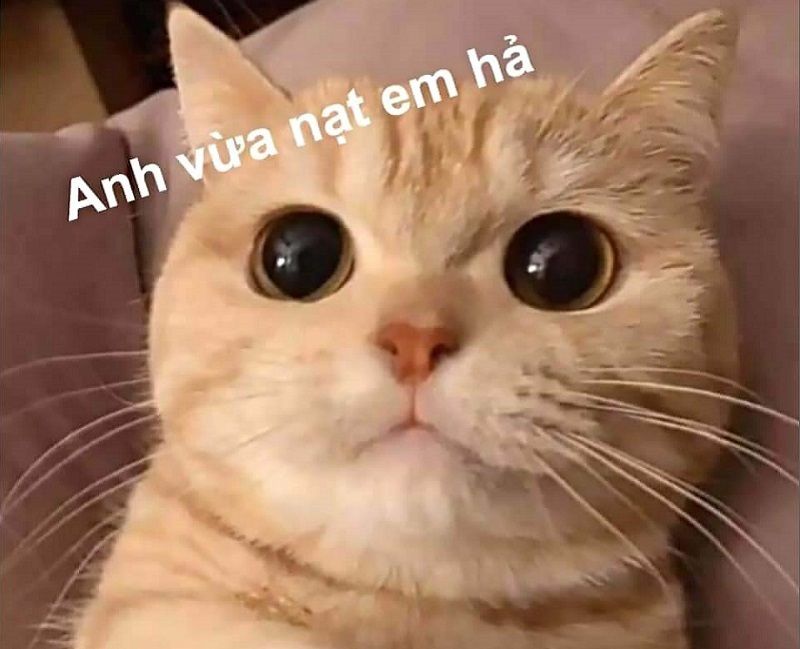 Những hình nền meme cute - Hình số 4
