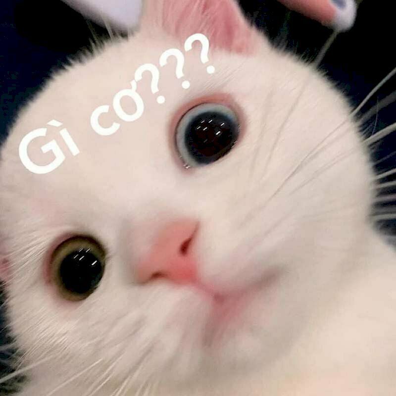 Những hình nền meme cute - Hình số 5