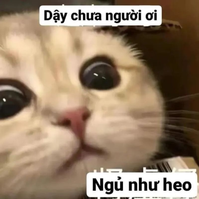 Những hình nền meme cute - Hình số 6