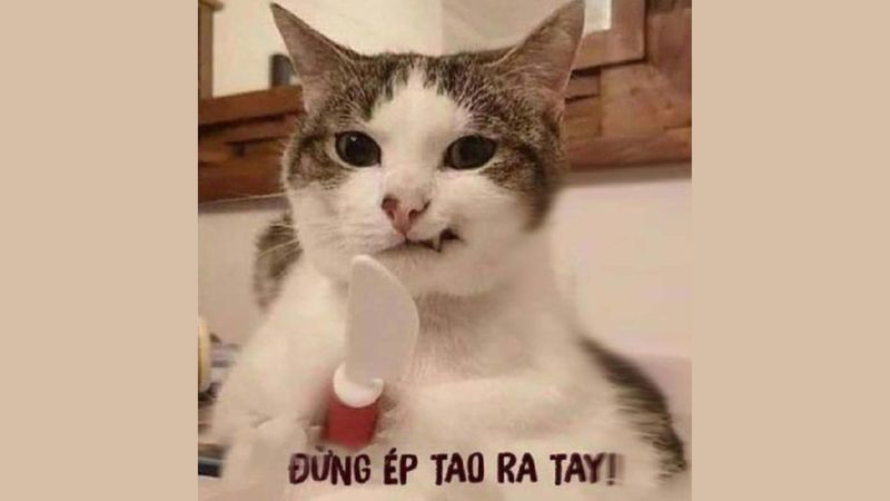 Những hình nền meme cute - Hình số 8