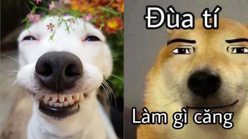 Những hình nền meme hài hước - Hình số 1