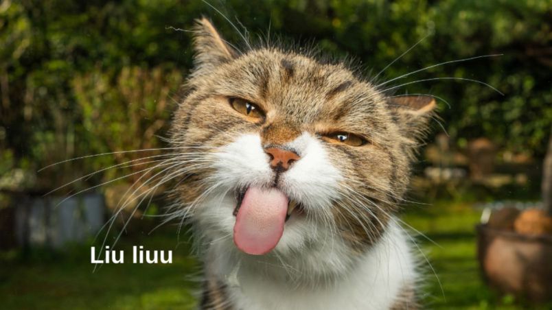 Những hình nền meme hài hước - Hình số 10