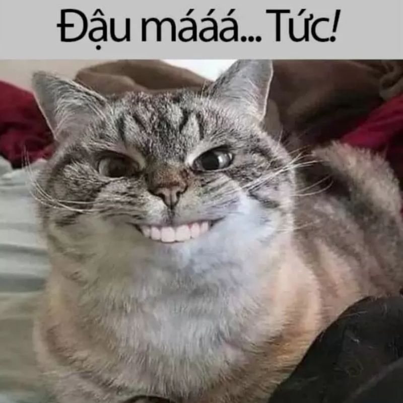 Những hình nền meme hài hước - Hình số 2