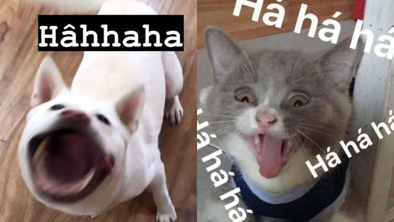 Những hình nền meme hài hước - Hình số 7