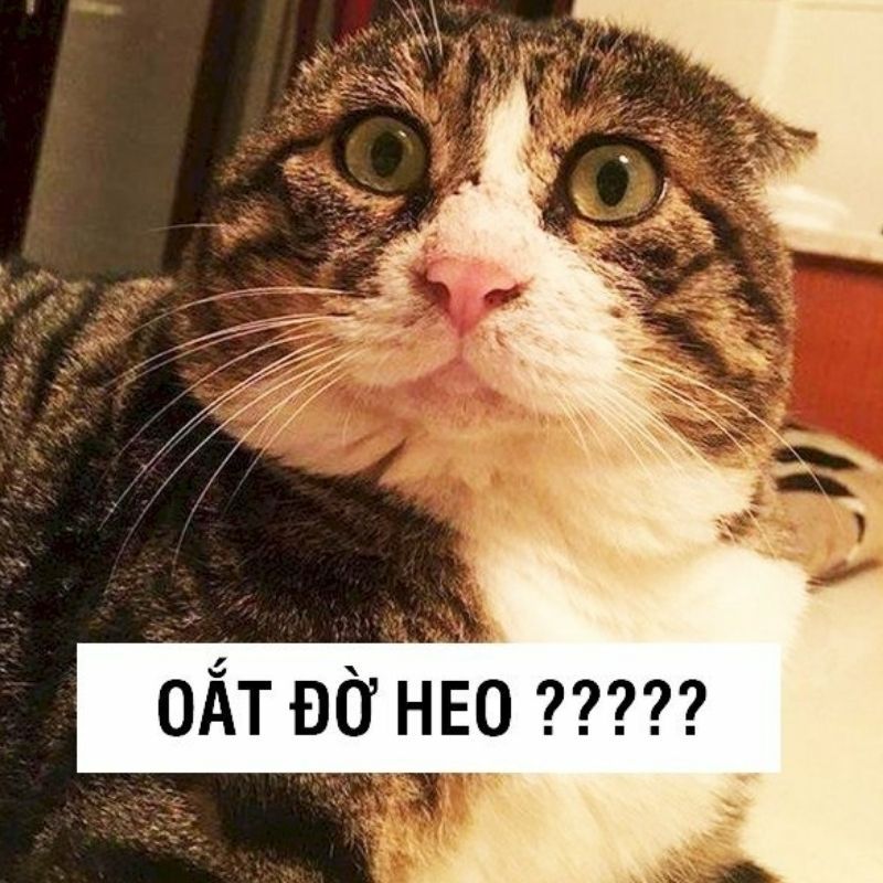 Những hình nền meme hài hước - Hình số 8