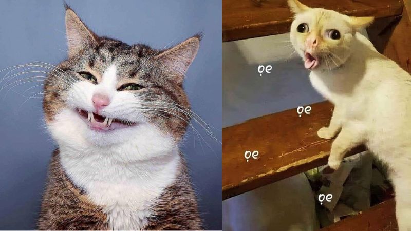 Những hình nền meme hài hước - Hình số 9