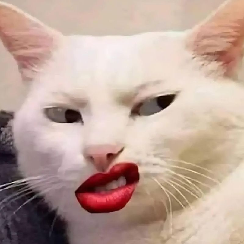Những hình nền mèo meme - Hình số 4