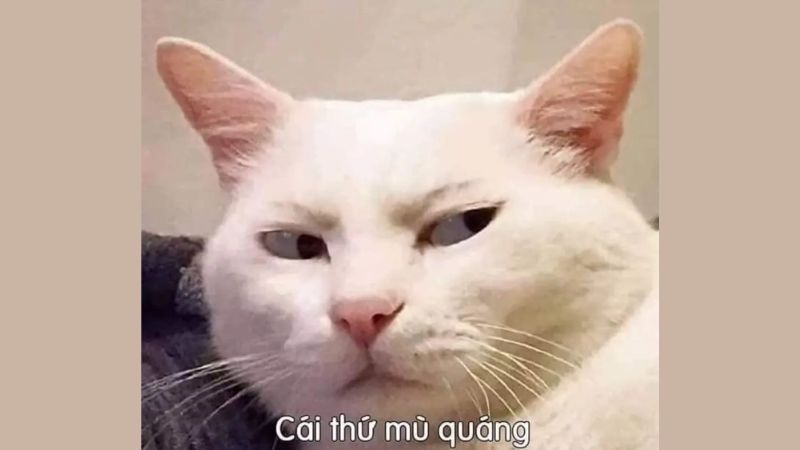 Những hình nền mèo meme - Hình số 7