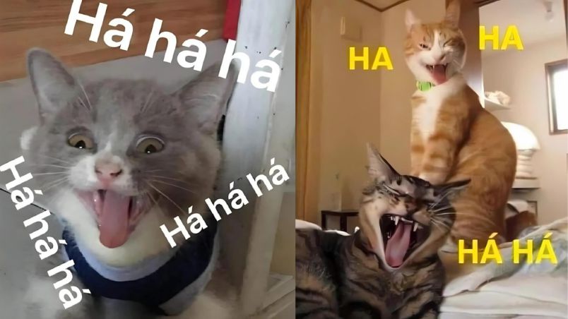 Những hình nền meme mèo - Hình số 10
