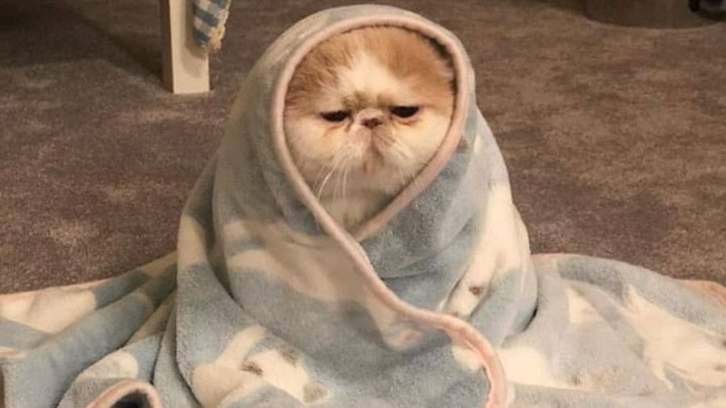 Những hình nền meme mèo - Hình số 2